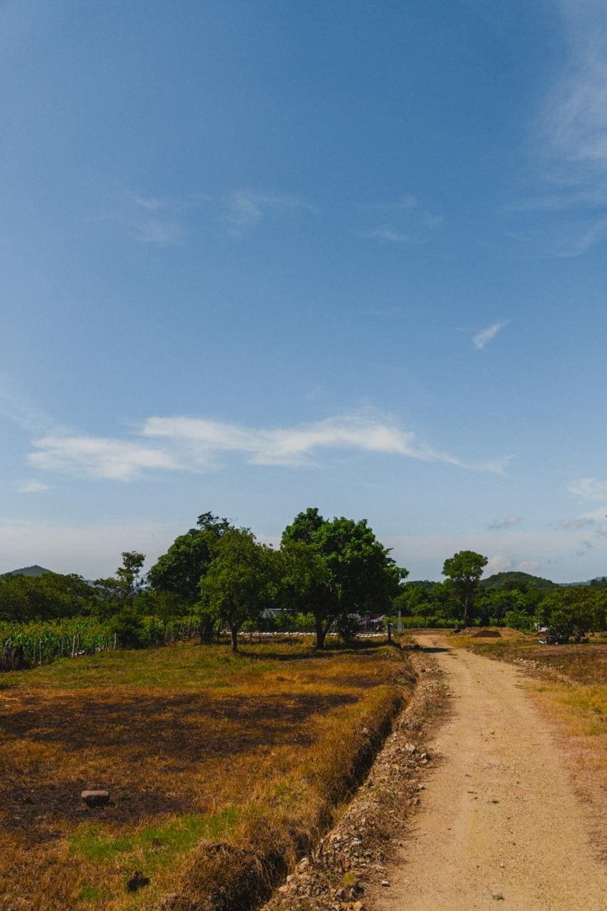 Camino con árbol grande y cielo abierto