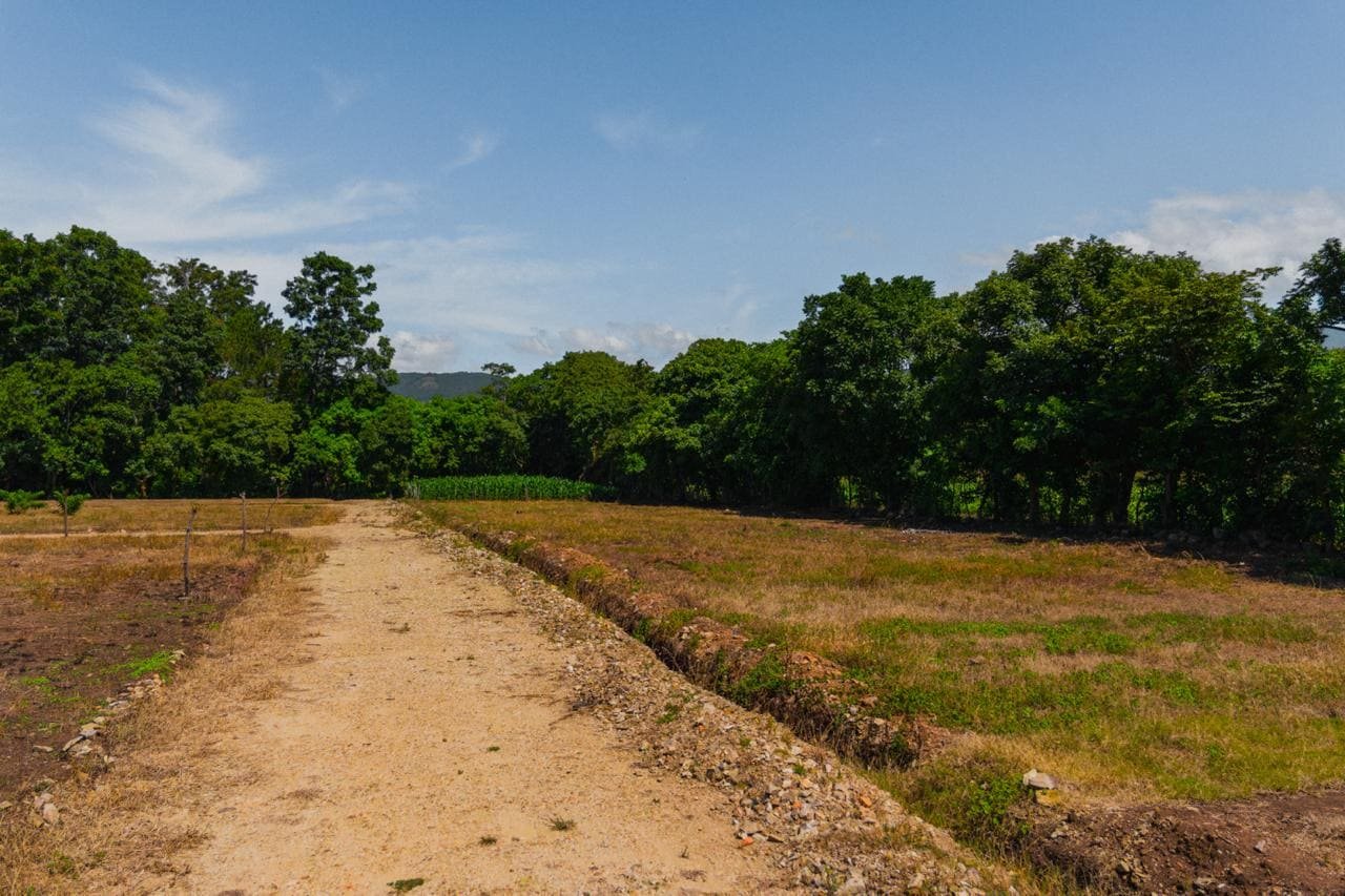 Camino recto de acceso con árboles a ambos lados