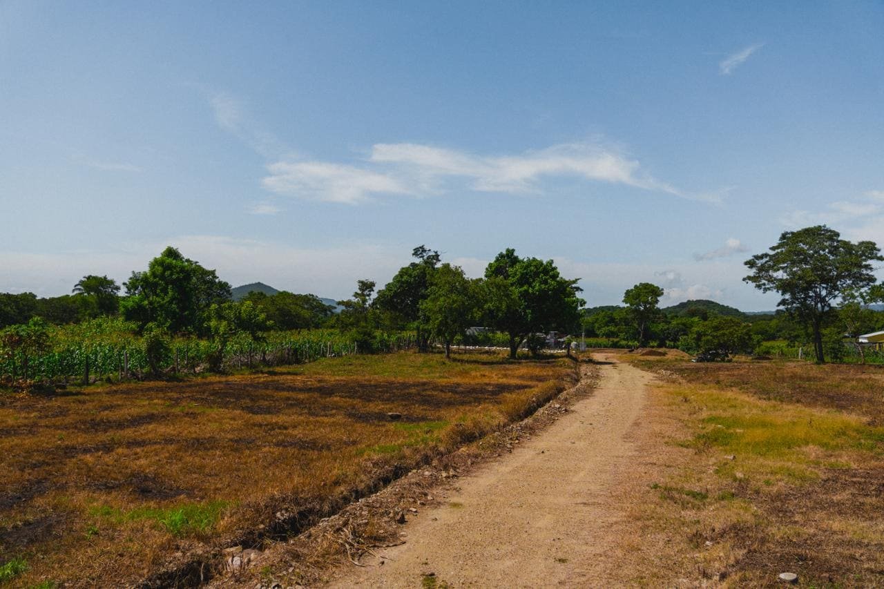 Vista del camino curvo y lotes con cultivos
