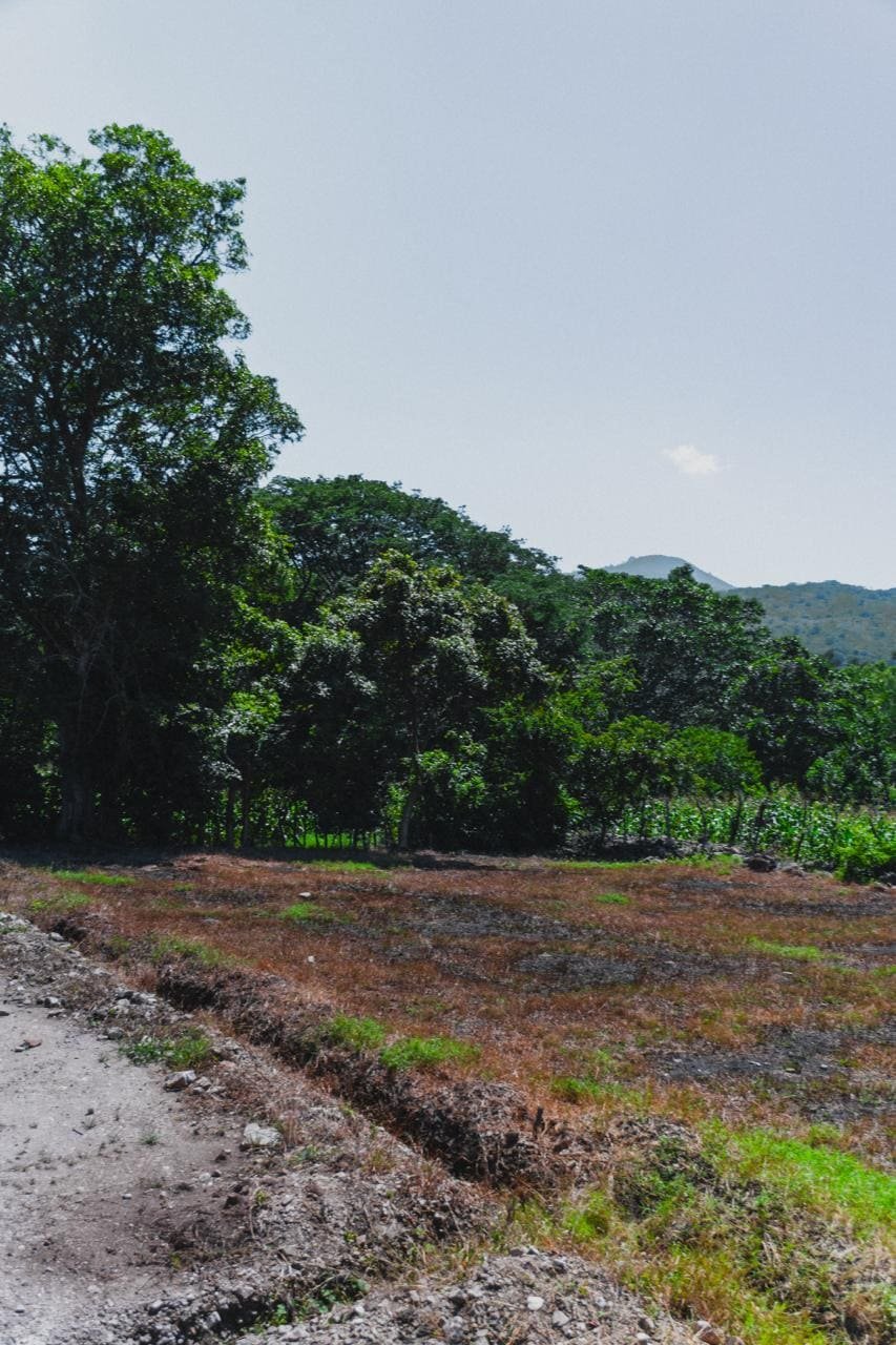 Lote con vista a la montaña y vegetación