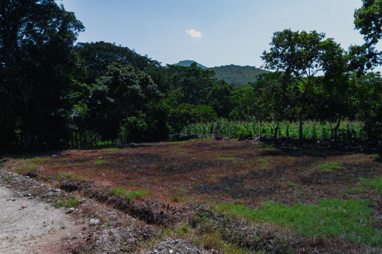 Terreno amplio con árboles y cultivos